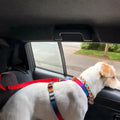 A dog in a car, strapped in with the seat belt harness for dogs.